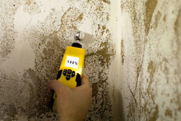 Best Mold removal after water damage  in USA